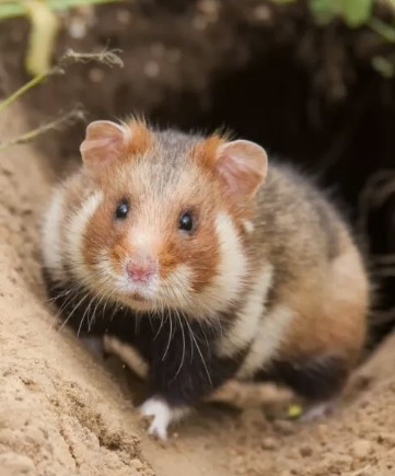 Hamster e coelho na floresta